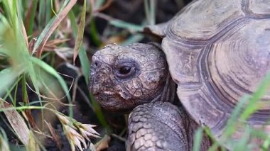 Bir salyangoz kaplumbağanın sırtına oturur.,