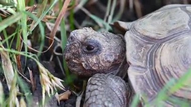 Bir salyangoz kaplumbağanın sırtına oturur.,