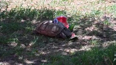 Bir salyangoz kaplumbağanın sırtına oturur.,