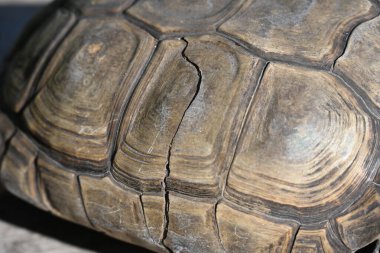 Kaplumbağa meyve ve sebze yer.,