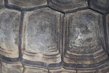 Kaplumbağa meyve ve sebze yer.,