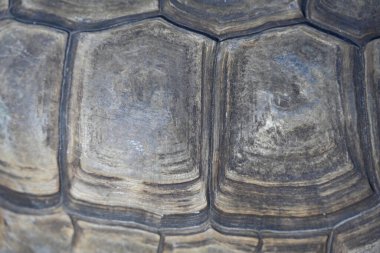 Kaplumbağa meyve ve sebze yer.,