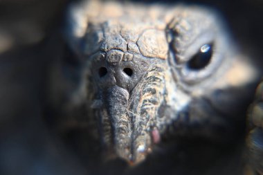 Kaplumbağa meyve ve sebze yer.,