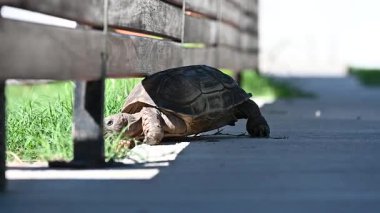 Bir salyangoz kaplumbağanın sırtına oturur.,