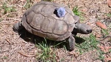 Bir salyangoz kaplumbağanın sırtına oturur.,