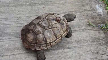 Bir salyangoz kaplumbağanın sırtına oturur.,