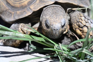 Kaplumbağa yeşil çimlerde sürünüyor.