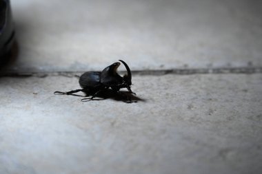 Gri yüzeyde siyah böceği yakından çek