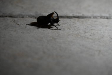 Gri yüzeyde siyah böceği yakından çek