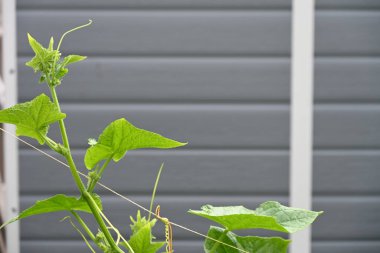 Bahçedeki yeşil yapraklar, yakın.