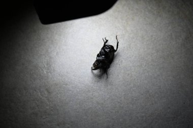 Gri yüzeyde siyah böceği yakından çek