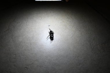 Gri yüzeyde siyah böceği yakından çek