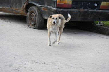 Caddede yürüyen sevimli köpek.