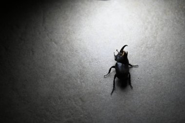 Gri yüzeyde siyah böceği yakından çek