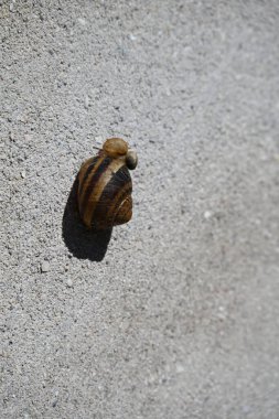 Kırmızı zeminde yavaşça sürünen küçük bir salyangoz. Makro vahşi yaşam görüntüleri detaylı dokuyu, doğal hareketi ve hayvanla parlak arkaplan arasındaki zıtlığı gösteriyor..