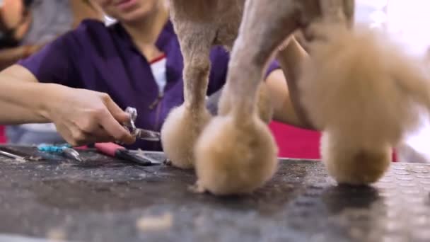 Poodle grooming at the salon for dogs while the competition for groomers — Stock Video