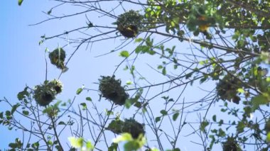 Weaver kuşları Tanzanya, Afrika 'da yuva kolonileri kuruyor. Yuvalar karmaşıktır ve dişi partnerleri cezbetmeye yardım etmeleri gerekir. Yuvalar çim yaprakları ve diğer malzemeler kullanılarak yapılır..