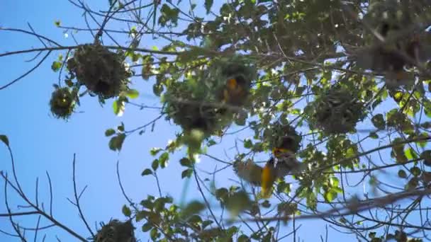 Las aves tejedoras construyen colonias enteras de nidos en Tanzania, África. Los nidos son intrincados y se supone que ayudan a atraer parejas femeninas. Los nidos se construyen utilizando hojas de hierba y otros materiales. — Vídeos de Stock