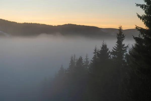 Вершины елок в тумане с солнцем на закате — стоковое фото