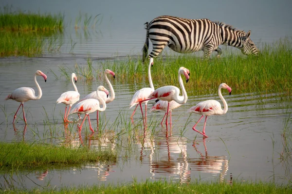 Daha Küçük Pembe Flamingolar ve Zebra Tanzanya, Afrika 'daki Ngorongoro Koruma Alanında otluyor