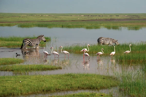 Kleine rosafarbene Flamingos und Zebras grasen im Ngorongoro-Schutzgebiet in Tansania, Afrika — Stockfoto