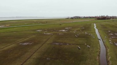 Kuzey Hollanda 'da ilkbaharın başında bir kaz sürüsü tarlaların üzerinde uçuyor. İHA Çekimi