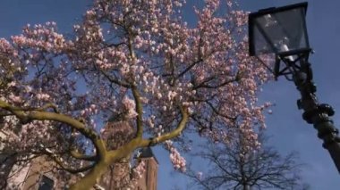 Hollanda Utrecht 'te Sakura Çiçeği