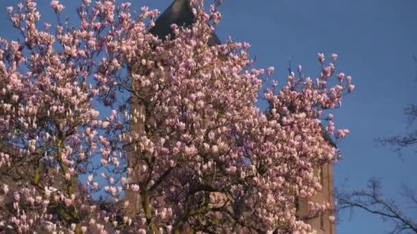 Virágzó Sakura Utrechtben, Hollandiában — Stock videók