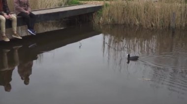 Dört Neşeli Arkadaş Grubu Hollanda 'nın Kinderdijk kentindeki köprüde oturan ördekleri besliyor.