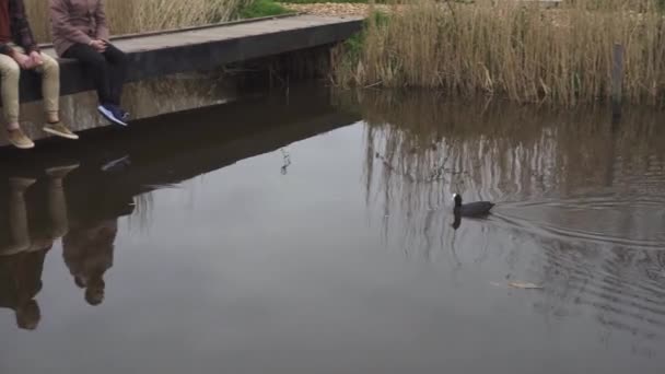 Vier fröhliche Freunde füttern Enten, die im Frühling auf der Brücke in Kinderdijk, Niederlande sitzen — Stockvideo