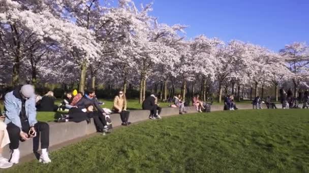AMSTERDAM, ΚΑΤΩ ΧΩΡΕΣ - Μάρτιος 2020: Ολλανδοί απολαμβάνουν ένα όμορφο ανθισμένο κεράσι στο πάρκο του Άμστερνταμ, Ολλανδία. — Αρχείο Βίντεο