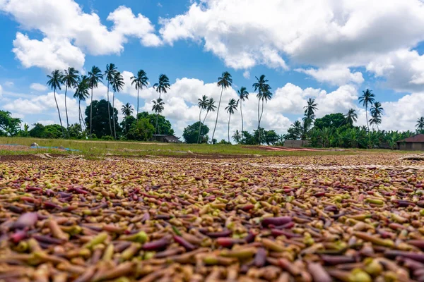 Pemba Adası, Zanzibar, Tanzanya 'daki sazlıklarda karanfil kurutma