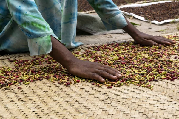 Hands of African Woman Spreading a Clove to dry on the thatched mat at Pemba island, Zanzibar, Tanzania