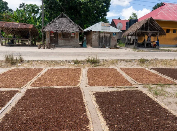 Tanzanya 'nın Zanzibar adasındaki Pemba adasındaki sazlı paspaslarda karanfil kurutma