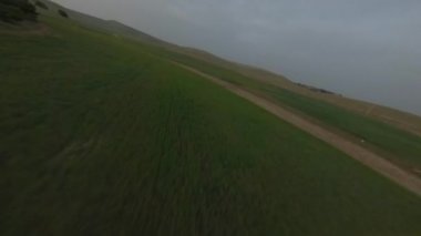 Gün batımında Sahada Hızlı Sinema İnsansız Uçağı. Çam Ormanı ve sıra sıra filizler. FPV yarış İHA 'sında havadan serbest akrobatik görüntü.