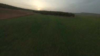 Gün batımında Sahada Hızlı Sinema İnsansız Uçağı. Çam Ormanı ve sıra sıra filizler. FPV yarış İHA 'sında havadan serbest akrobatik görüntü.
