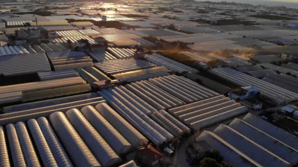 Drone luchtfoto zonsopgang uitzicht op kassenvelden van groene plantage in Demre - provincie Antalya in Turkije — Stockvideo