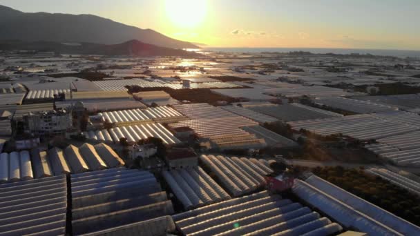 Drone luchtfoto zonsopgang uitzicht op kassenvelden van groene plantage in Demre - provincie Antalya in Turkije — Stockvideo