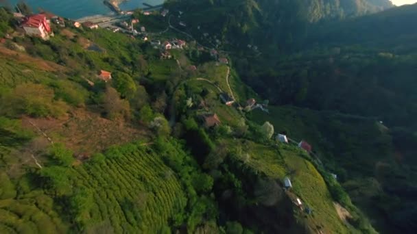 Δυναμική εναέρια λήψη σε FPV Drone Flying Around Tea Plantations στα Cayali, Trabzon, Τουρκία — Αρχείο Βίντεο