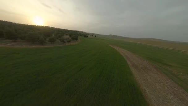 Fast Cinematic Drone Πτήση στο πεδίο στο Sunset time. Δάσος πεύκου και σειρές από βλαστάρια. Aerial freestyle aerobatic View Shot στο FPV αγωνιστικό Drone. — Αρχείο Βίντεο