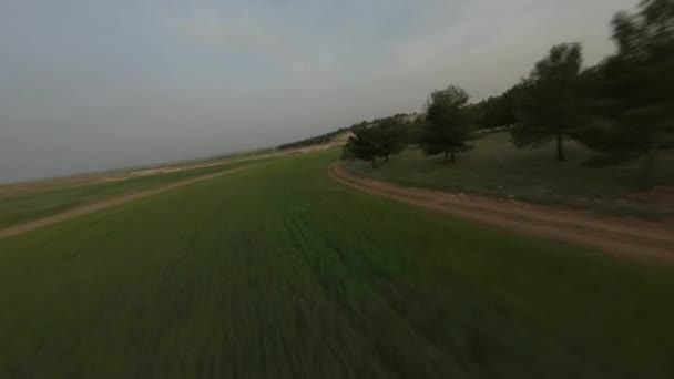 Fast Cinematic Drone Πτήση στο πεδίο στο Sunset time. Δάσος πεύκου και σειρές από βλαστάρια. Aerial freestyle aerobatic View Shot στο FPV αγωνιστικό Drone. — Αρχείο Βίντεο