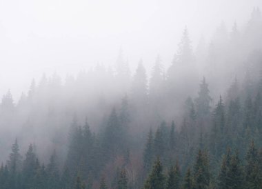 Sonbaharda Spruce Ormanı ya da Bulutlu Havada Sis Altında Kış Dağları