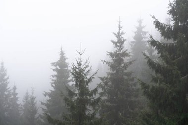 Sonbaharda Spruce Ormanı ya da Bulutlu Havada Sis Altında Kış Dağları