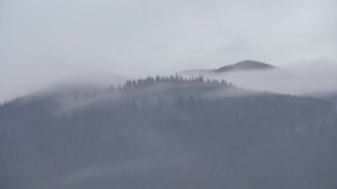 Sis ya da Düşük Bulut Zamanı Çam ormanlarının üzerinde ilerliyor. Islak dağ bölgesinde puslu bulutlu manzara. Yoğun çam ormanlarının detayları, Haze 4k