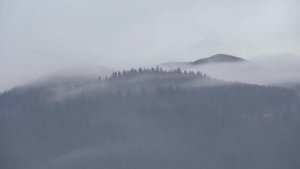 Včas mlhy nebo nízké oblačnosti Pohybující se nad borovými lesy. Mlhavý výhled do vlhké horské oblasti. Detail hustého borového lesa, záběry z oparu 4k — Stock video