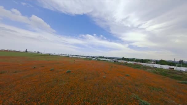 Campo de amapola con floración Aerial Shot con dron FPV Racing volando rápida y maniobrablemente — Vídeos de Stock