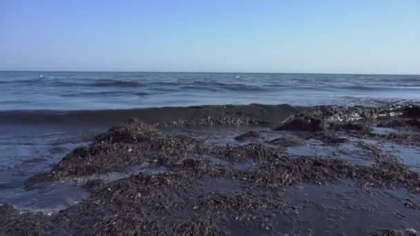 Smutsiga havsvågor fastspikade på gamla smutsiga alger. Smutsiga tång linje av havet surfa på stranden. Smutsigt hav, miljöförstöring. Sjögräs i havsvåg. Stängt. Bad är förbjudet — Stockvideo