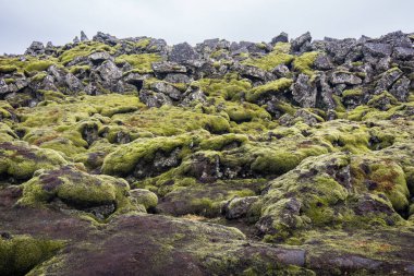 İzlanda 'da, İzlanda lav sahalarında yosun kaplı siyah volkanik kayalar