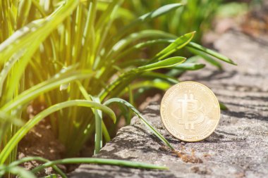 Bitcoin 'in doğal yeşil çimen arka planlı çimento üzerine yakın plan çekimi. Tek altın BTC kripto para. Kripto madenciliği kavramının çevre etkisi