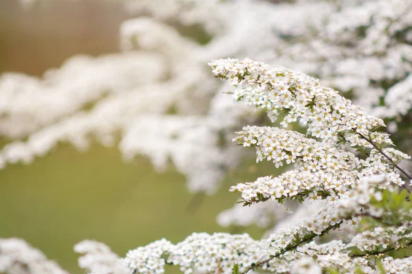 Spirea Oder Spiraea Prunifolia Blühender Strauch Mit Weißen Blüten Auch — Stockfoto